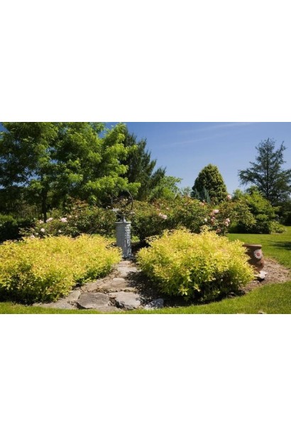 Спірея японська Голдмаунд 